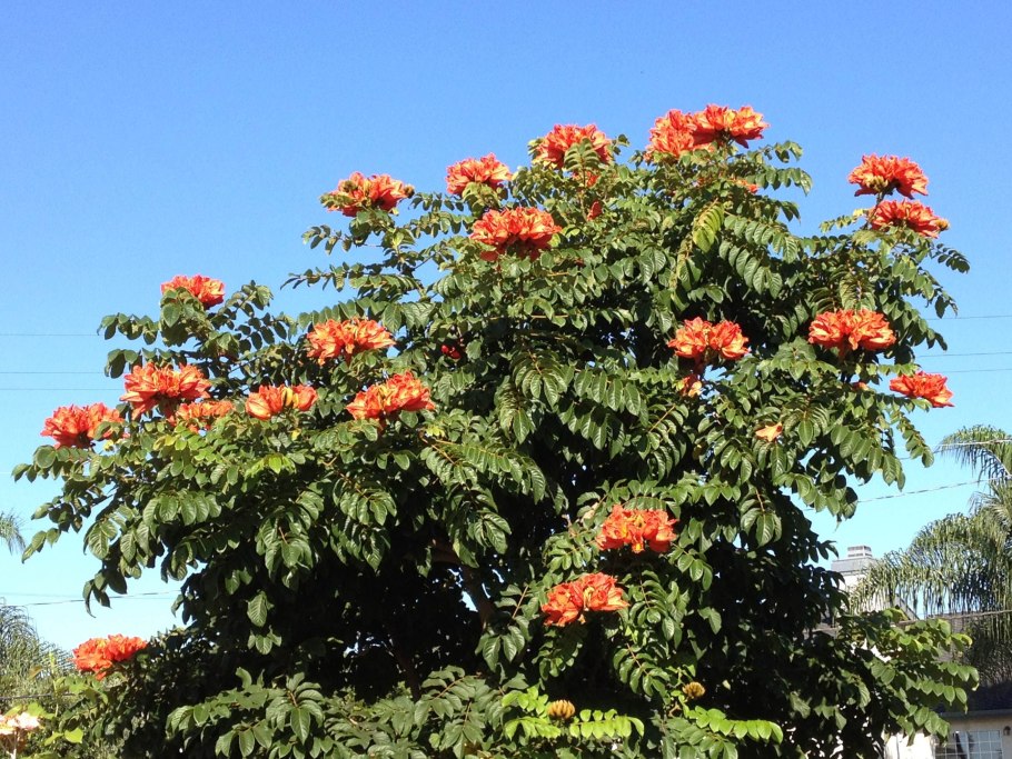 Liriodendron tulipifera тюльпановое дерево