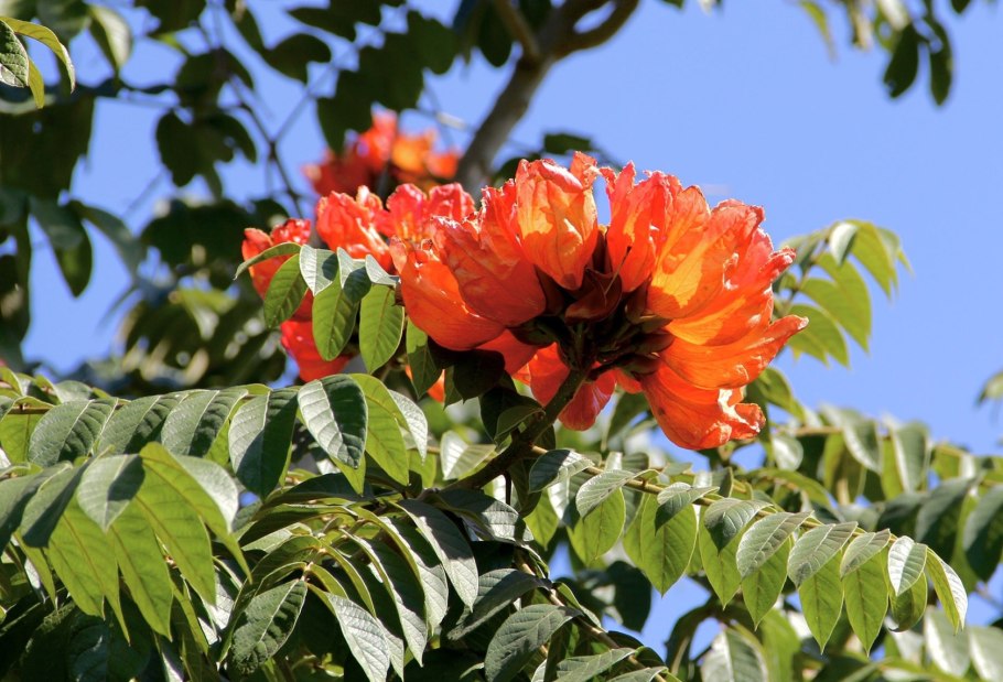 Тюльпановое дерево Северной Америки