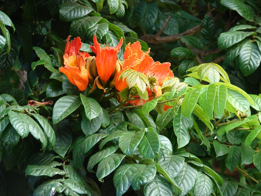 Спатодея африканское Тюльпанное дерево