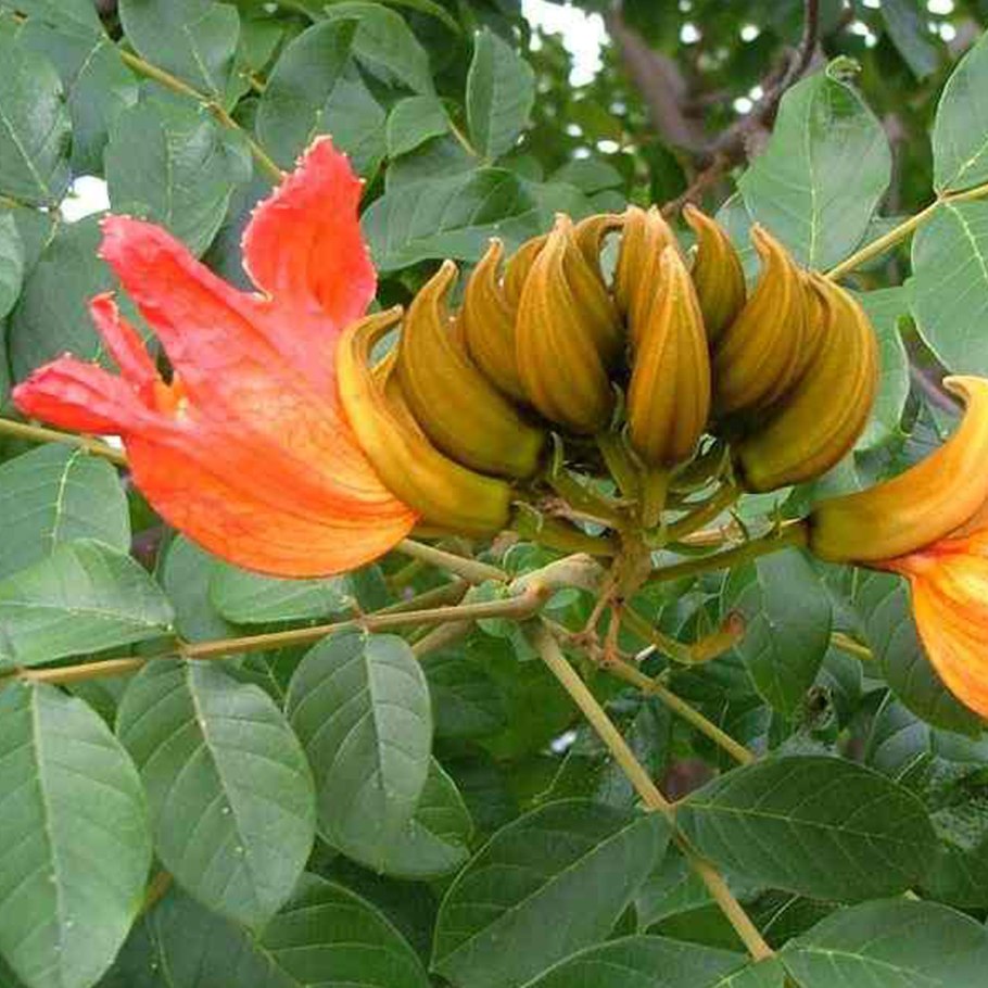 Парк Беккера в Янтарном тюльпановое дерево