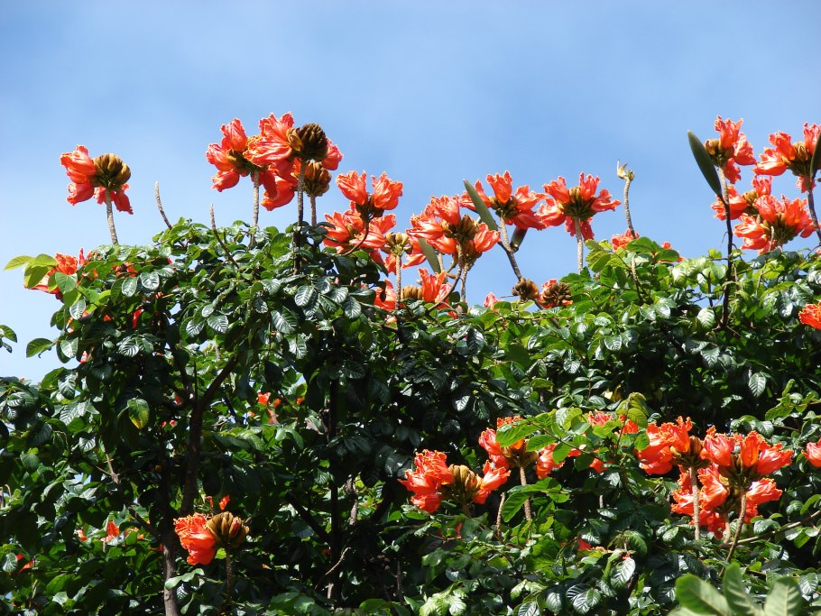 Тюльпановое дерево желтое