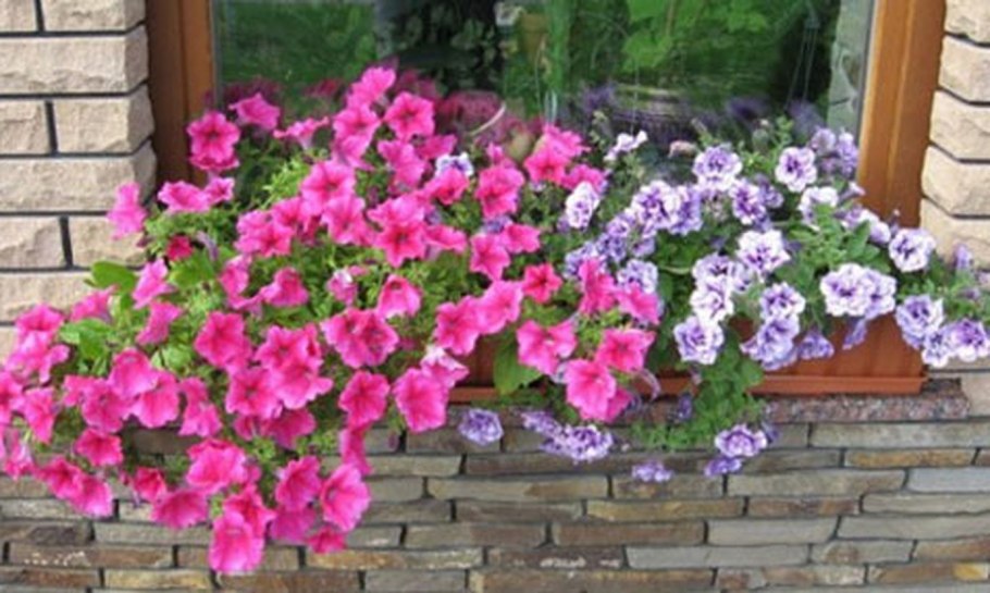 Клематисы в кашпо на балконе