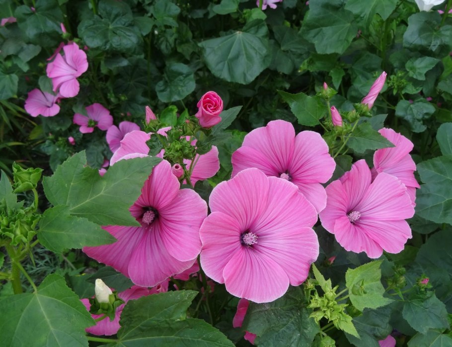 Растение гибискус уличный