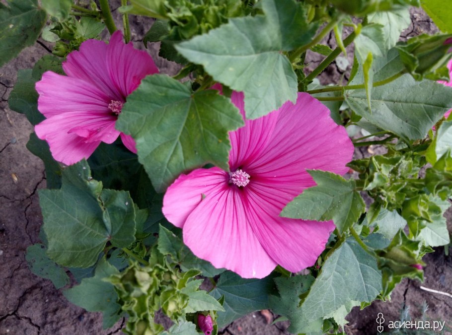 Ампельная петуния на балконе