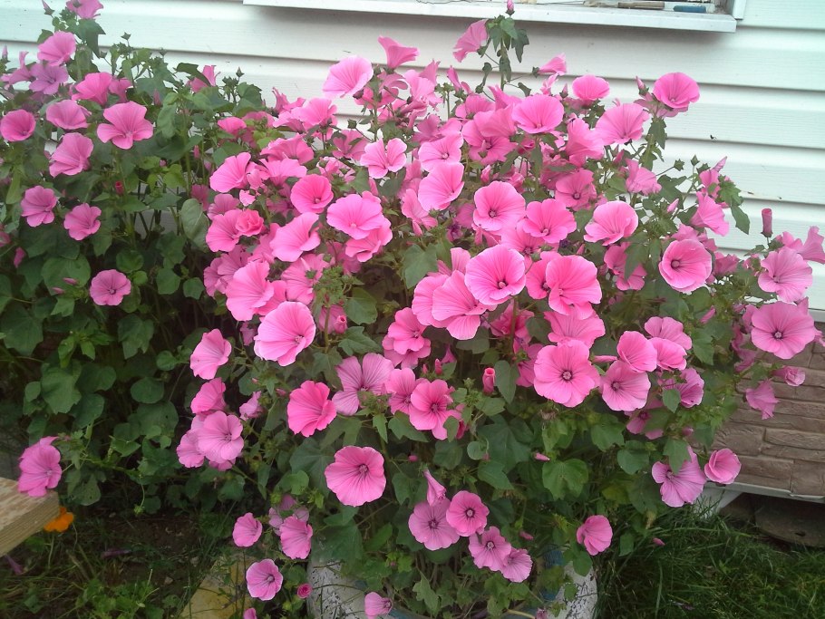 Петуния вьющаяся Тиклед Пинк