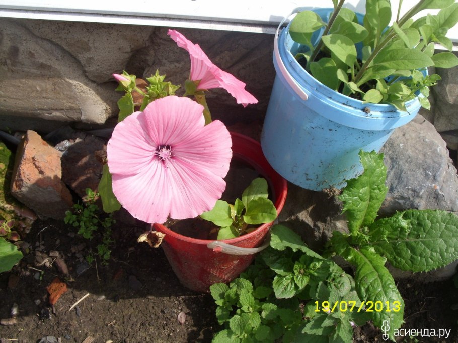 Лаватера на клумбе