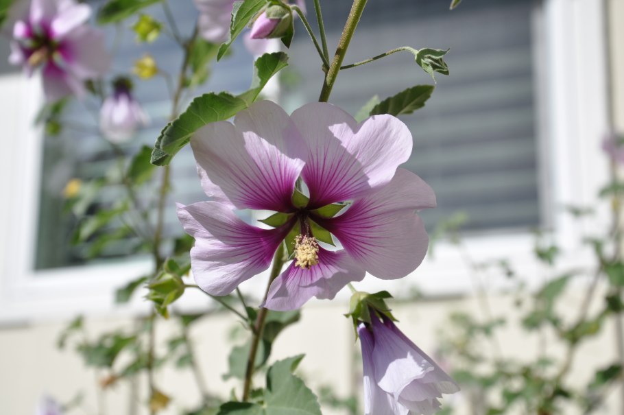 Малопа трехнадрезная Бриллиантовая роза