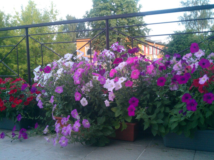 Лаватера Прима рассада