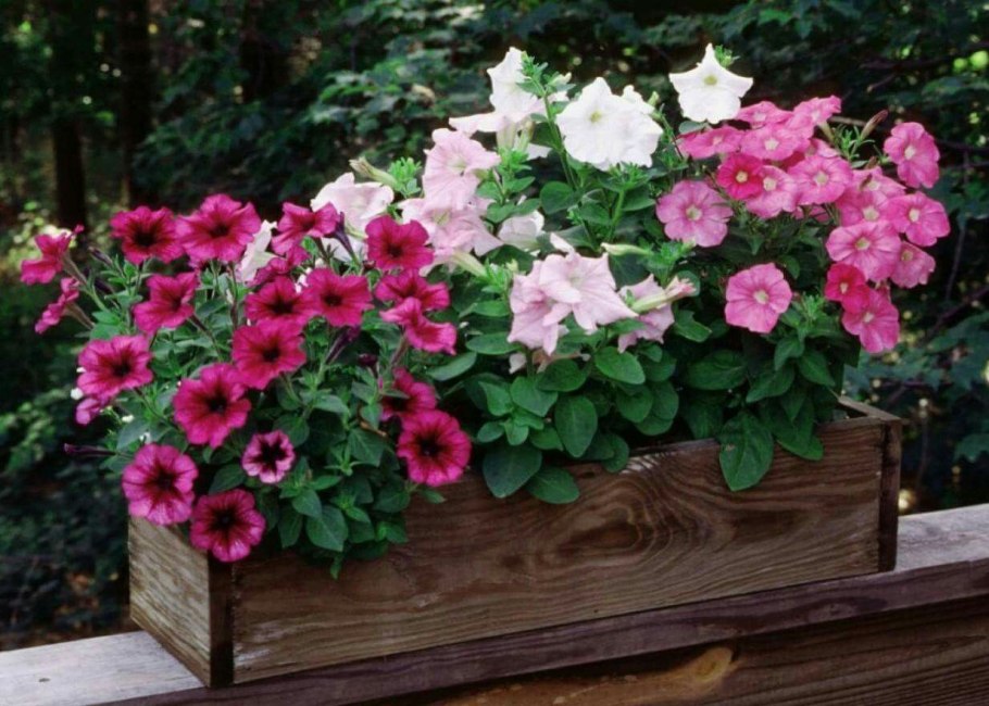 Мальва – Alcea rosea