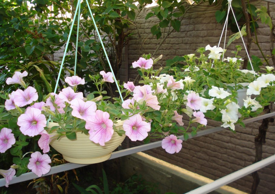 Лаватера самосевом