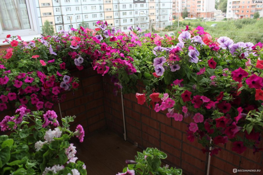 Цветы годеция лаватера