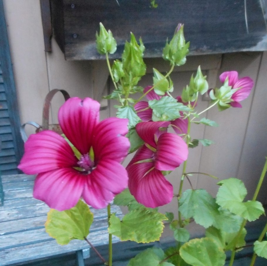 Петуния сурфиния ампельная