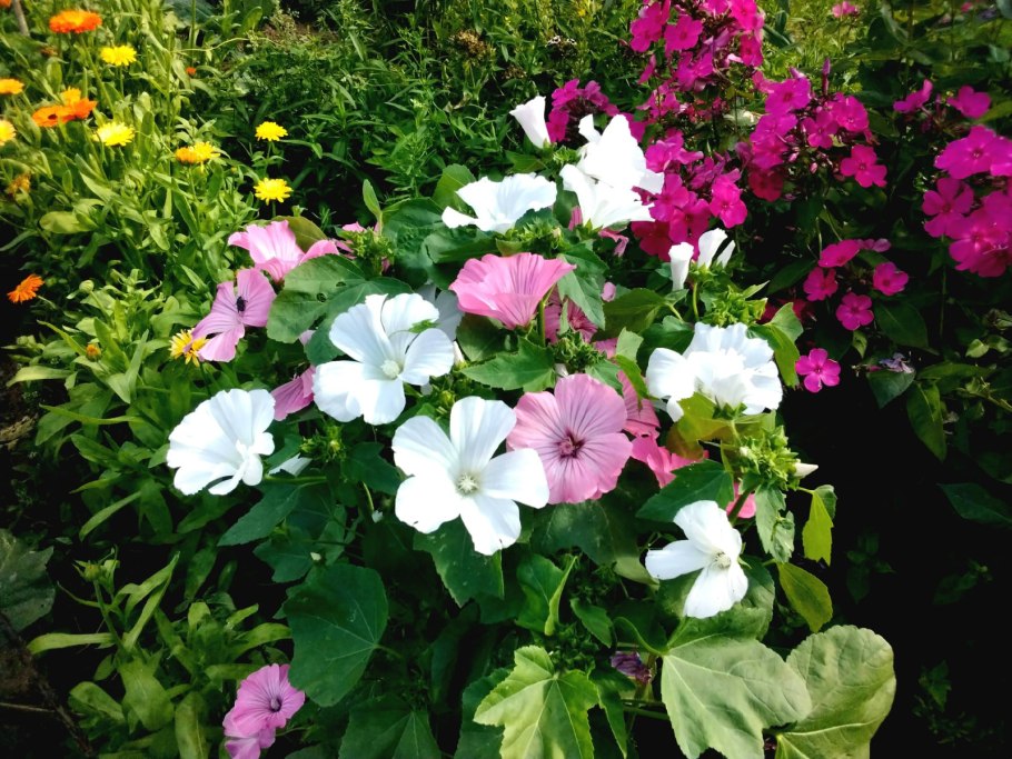 Петунии и герань