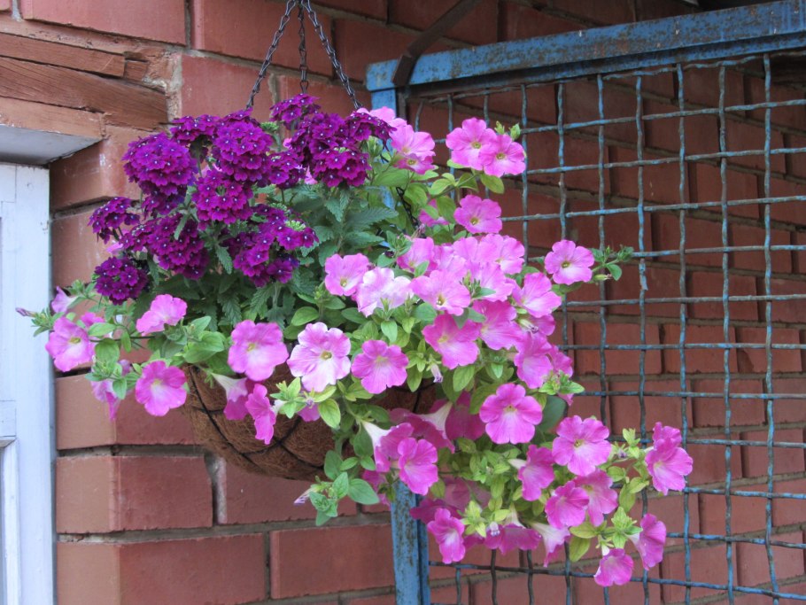 Лаватера в подвесном кашпо