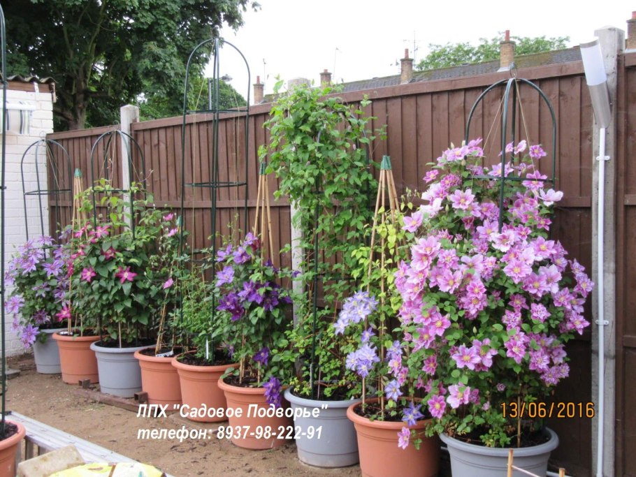 Мальва (хатьма тюрингенская, Lavatera thuringiaca l.)