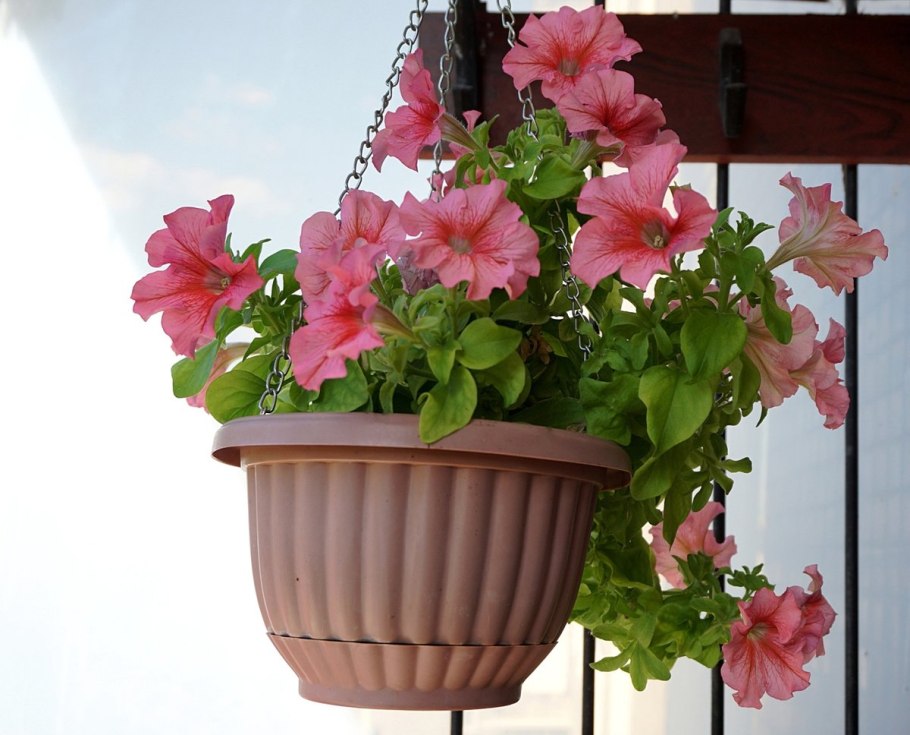 Петуньи цветы на балконе