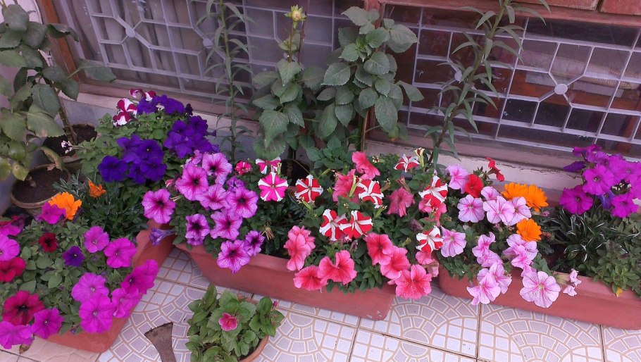 Лаватера хатьма