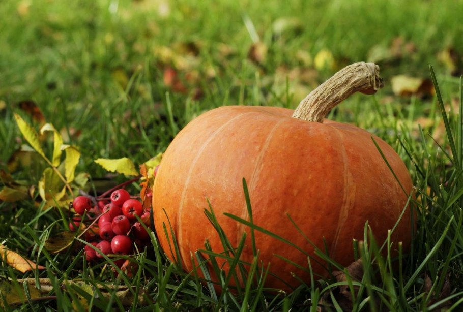 Кушать тыкву