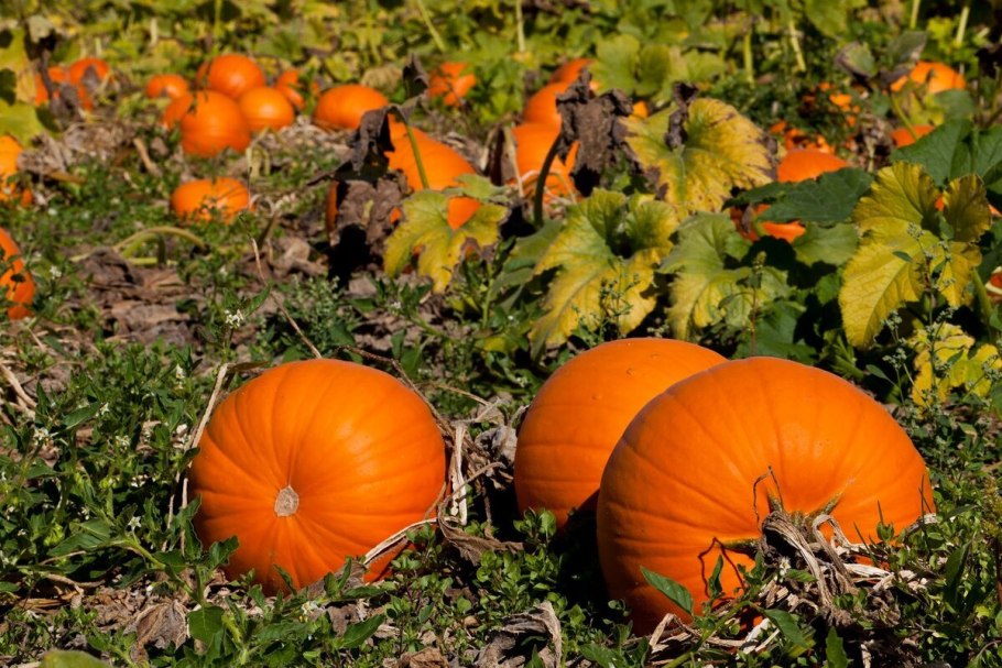 Модульная картина тыква