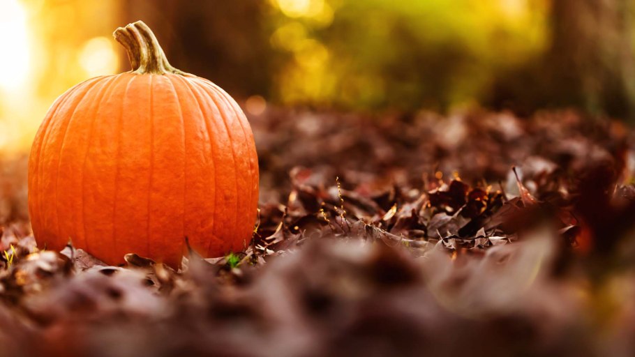 Оранжевая ферма