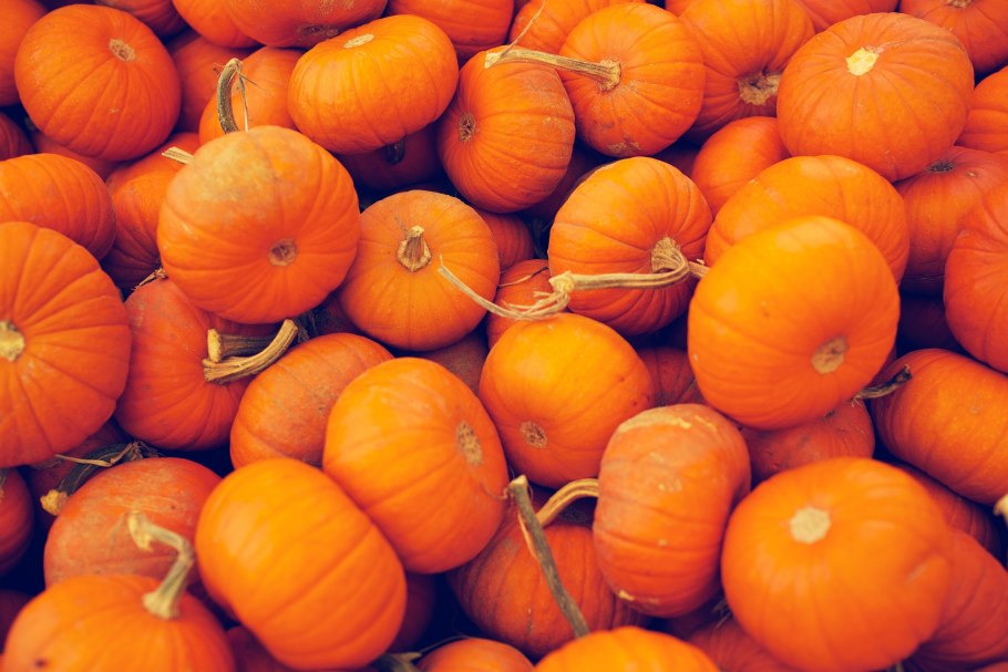 Тыква оранж саммер f1 описание