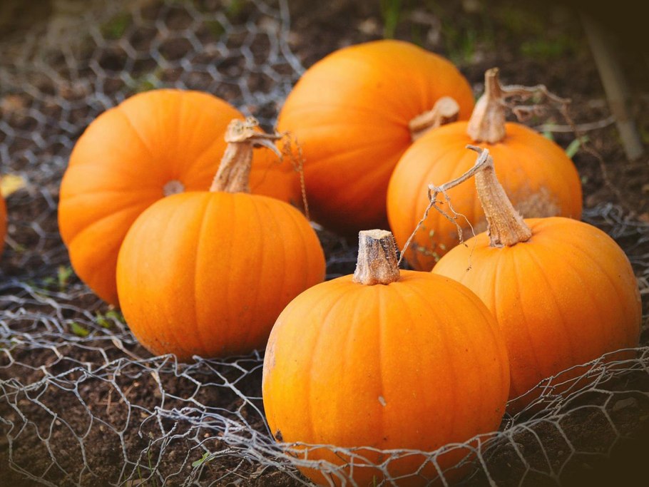 Китайский фонарик тыква (Аэлита)