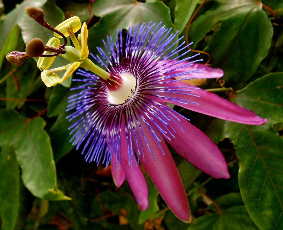 Passiflora ampullacea