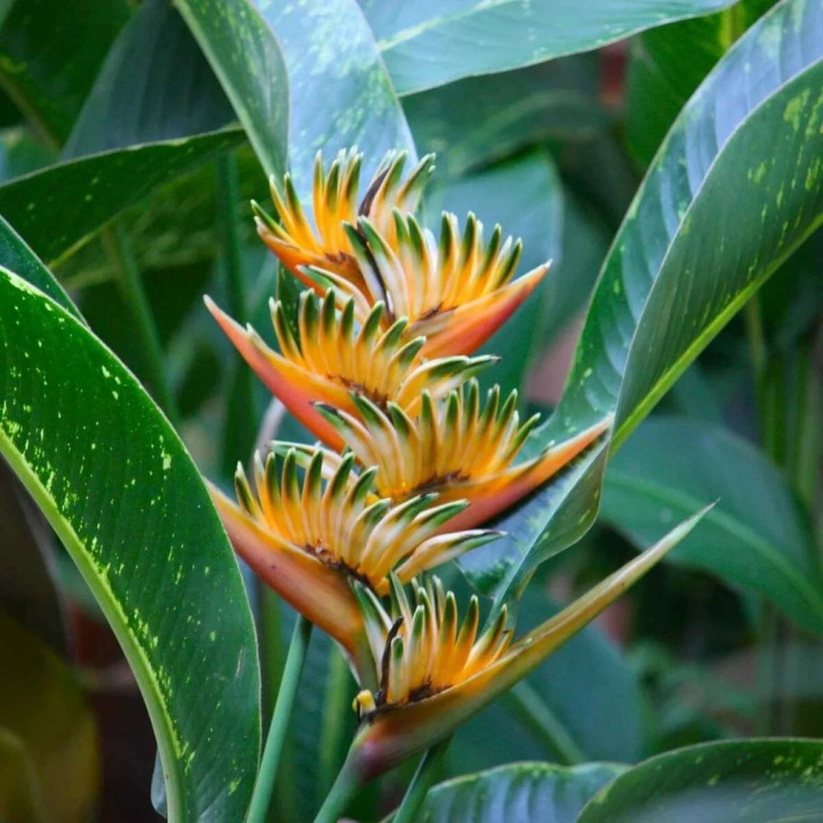 Чили Сельва тропические цветы