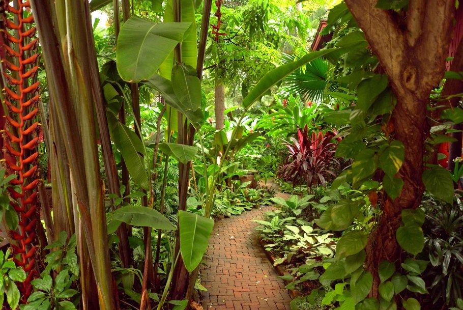 Геликоника Тропикал