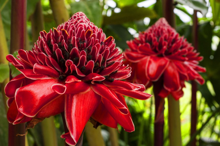 Растения экзоты