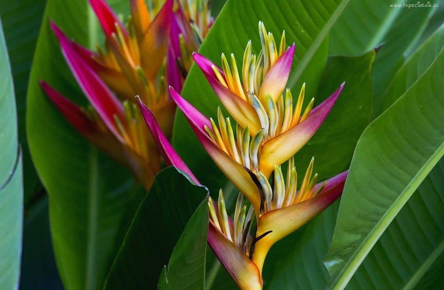 Стрелиция Райская птица