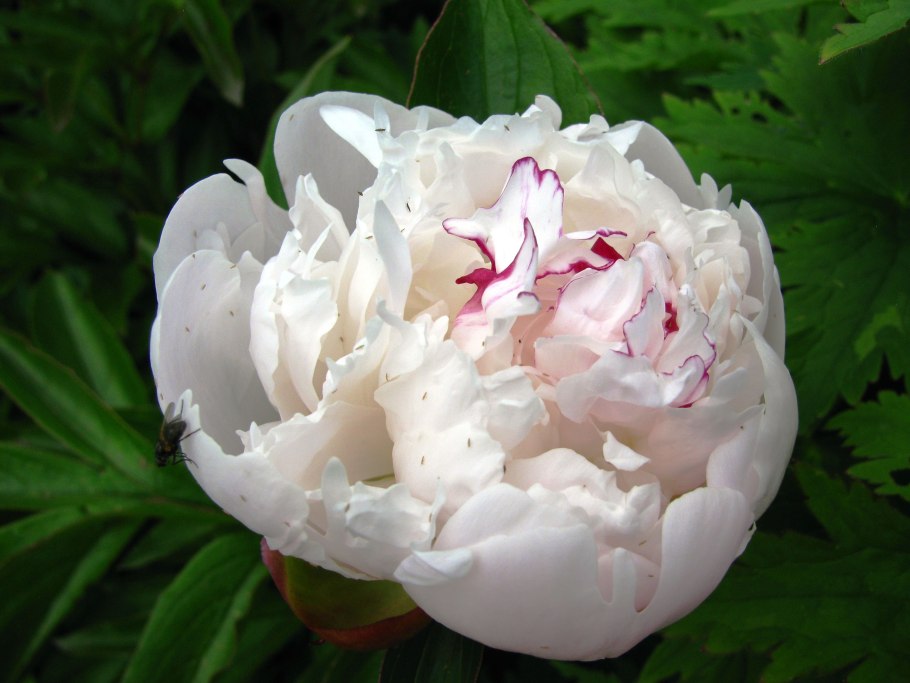 Пион Эрли Вайт Дабл