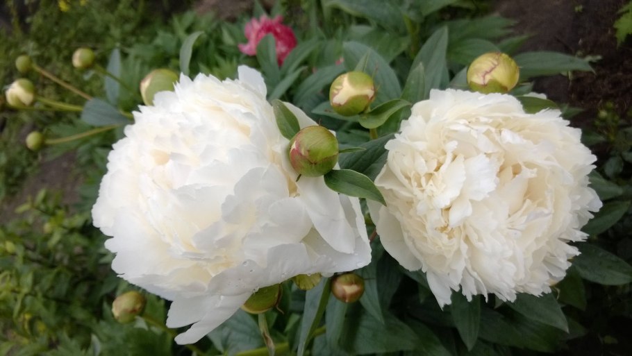 Пион шифон Парфайт