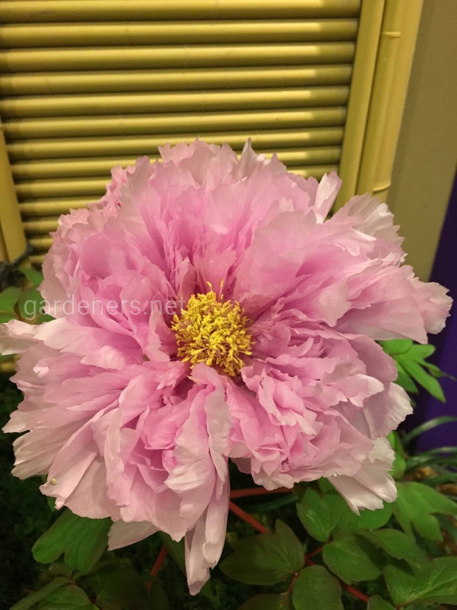 Пионы цветы небесной красоты