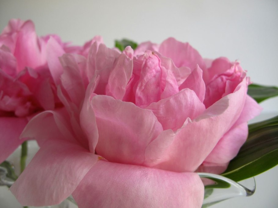 Едем Парфе пион