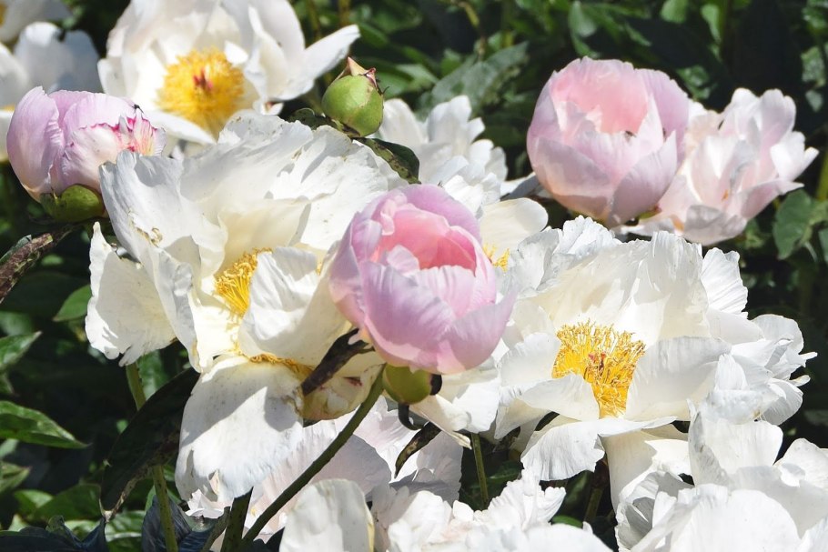 Пион Дрезден Пинк