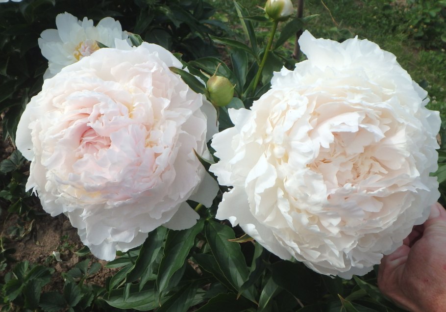 Пионы бутоновидные