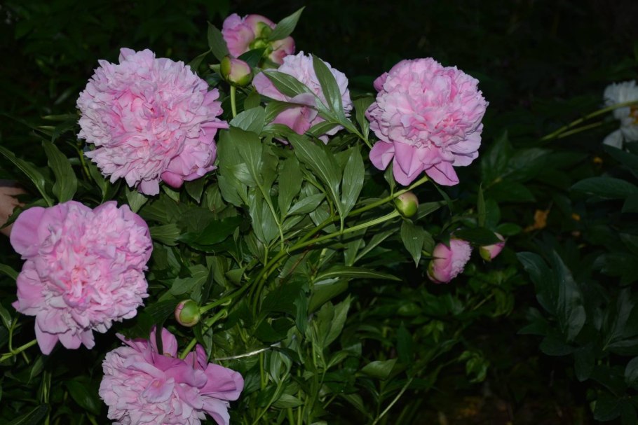 Пион Хани Голд