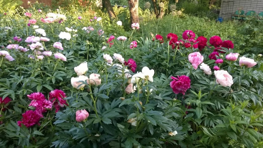 Пион Gilbert Barthelot