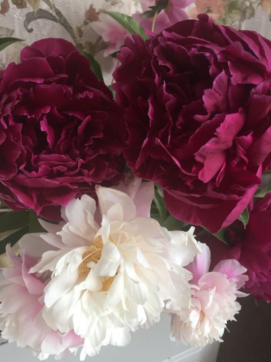 Пион сирень пастель