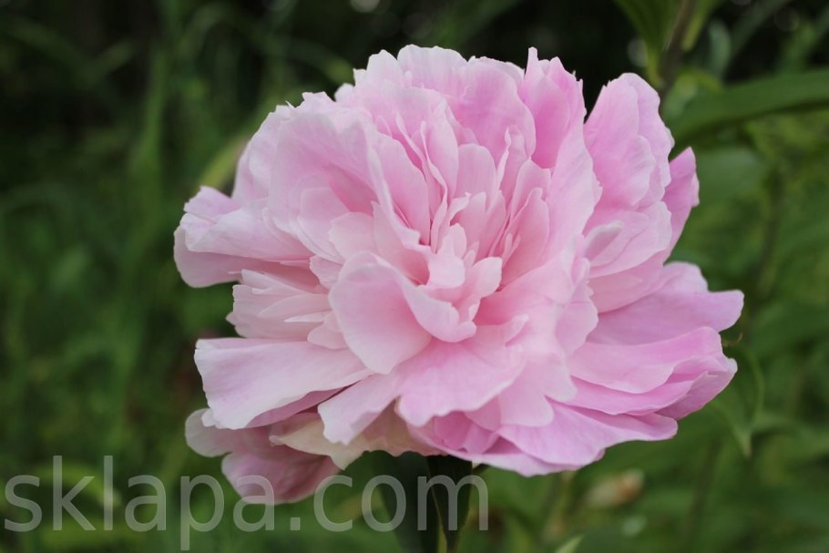 Пион травянистый шифон Парфе
