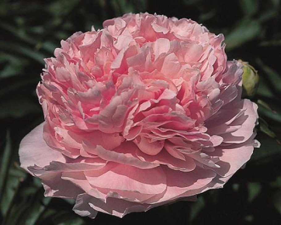 Пион Тернер