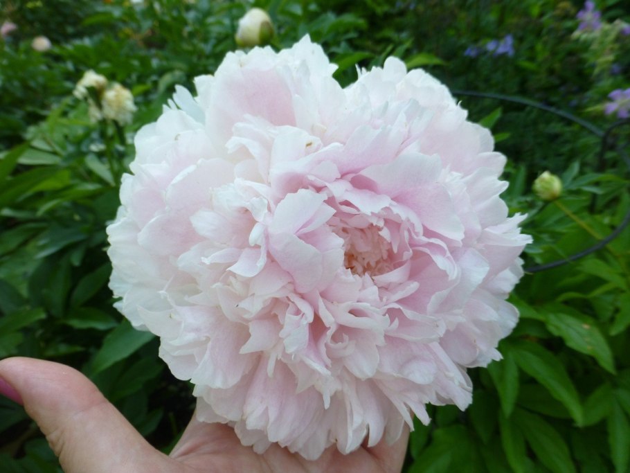 Пион Шиффон Парфэ