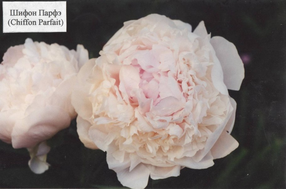 Paeonia (пион) Chiffon parfait