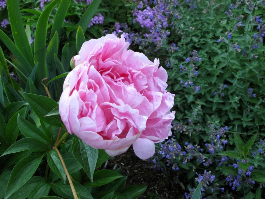 Pink parfait пион