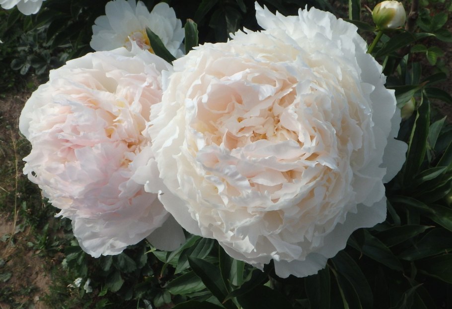 Пион Бразер Чак