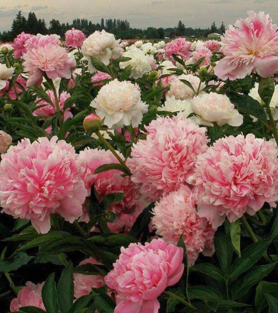 Пион Бразер Чак