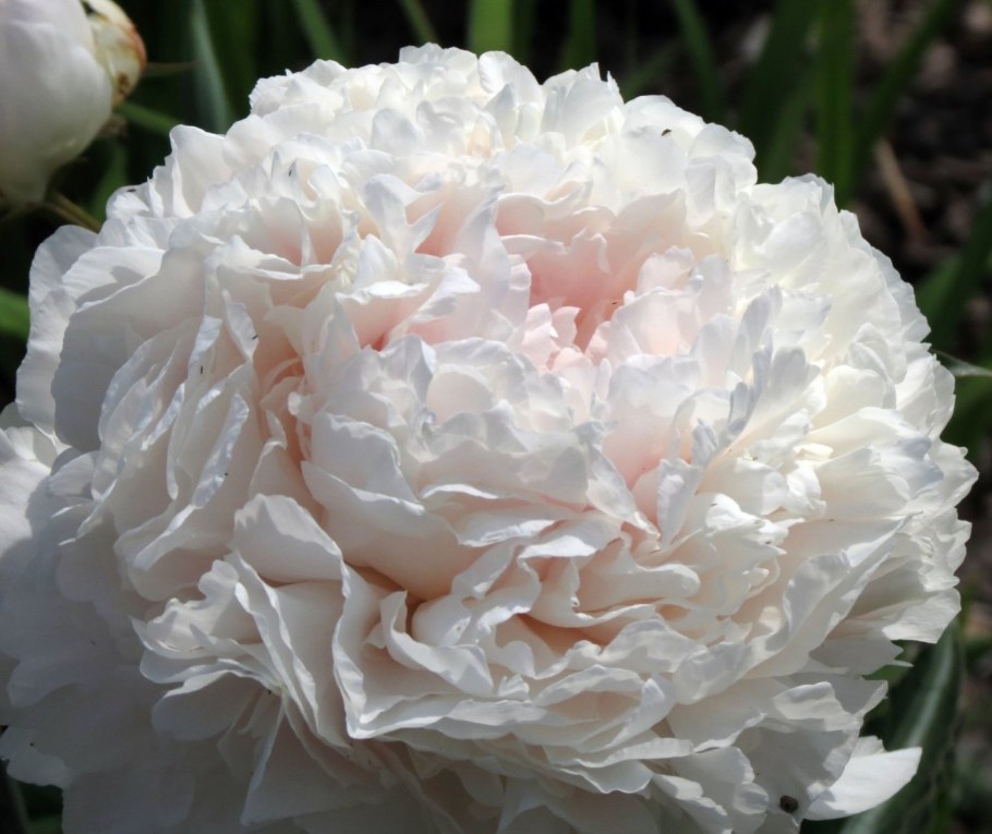 Пион Пинк шифон