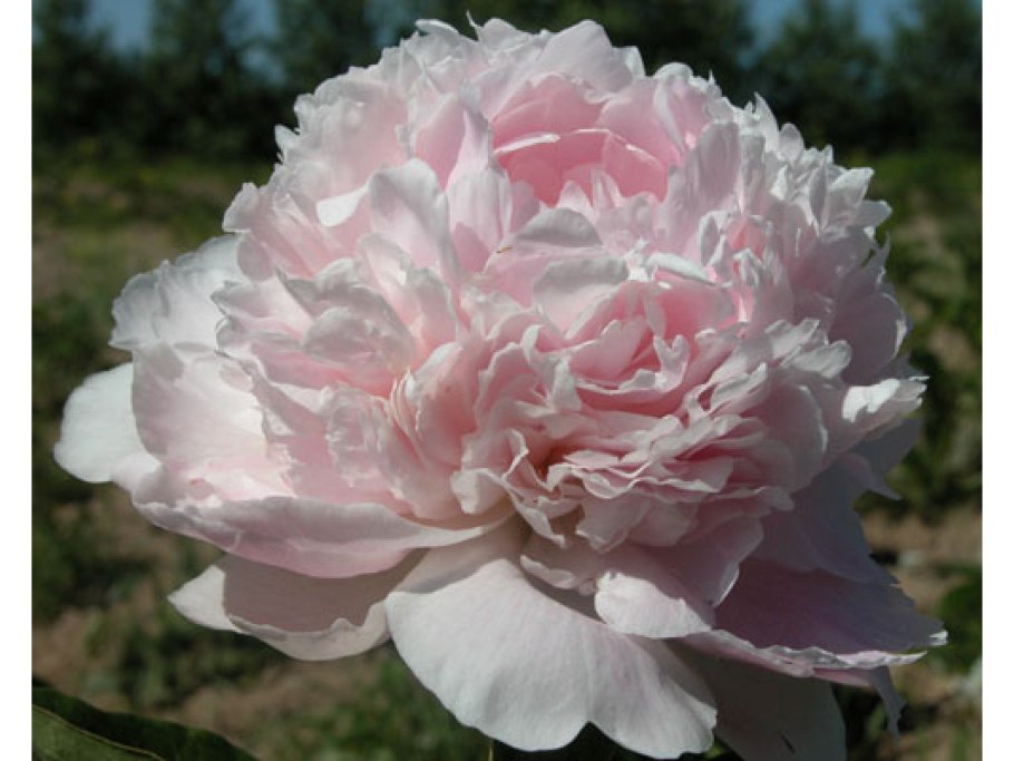 Pink parfait пион