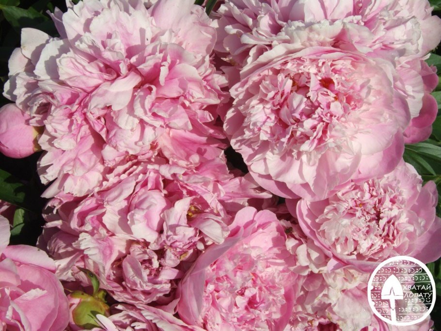 Пион шифон Парфайт